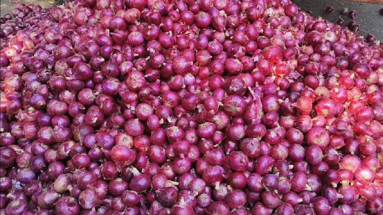 कांद्याच्या दरात मोठी घसरण; शेतकरी आर्थिक संकटात