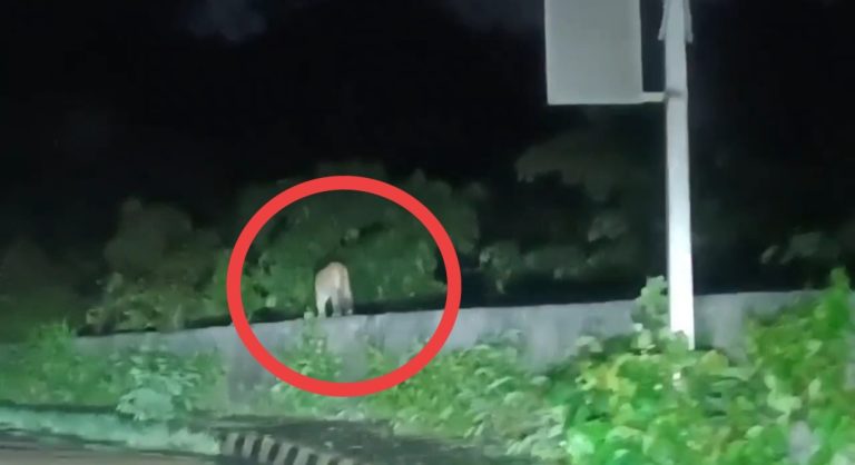 भुगांव येथे बिबट्याचे दर्शन, नागरिकांमध्ये भीतीचे वातावरण