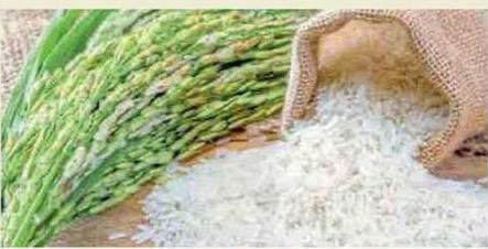 तांदूळ उत्पादनात ७० लाख टनांनी घट ? कमी पाऊस, लागवडीत घट झाल्याचा फटका.
